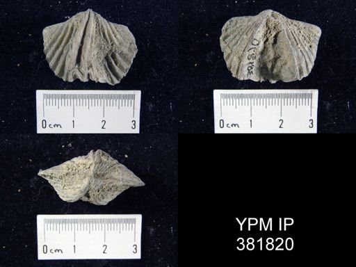 Platystrophia laticosta