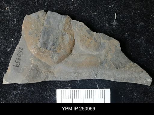 Eurypterus pittsfordensis