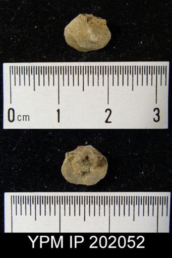 Rensselaerina medioplicata