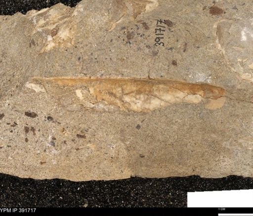 Baculites sp.