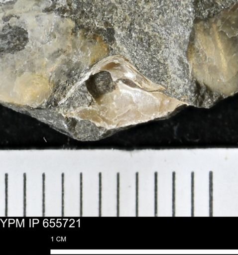 undet. Mollusca