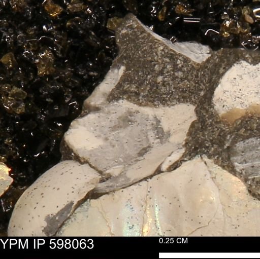 Protocardia?