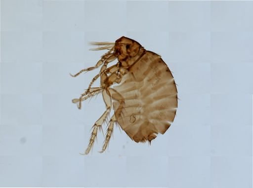 Echidnophaga gallinacea