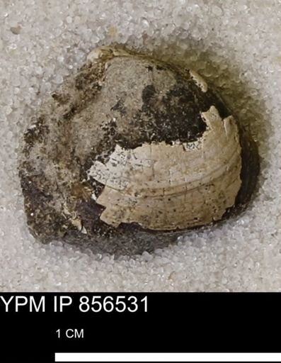 Protocardia sp.