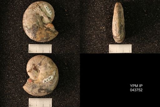 Hoploscaphites nicolletii