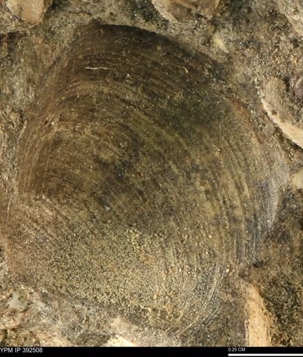 Limopsis?