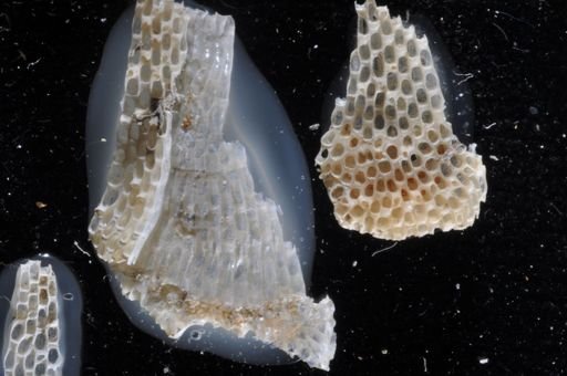 Bidenkapia spitsbergensis