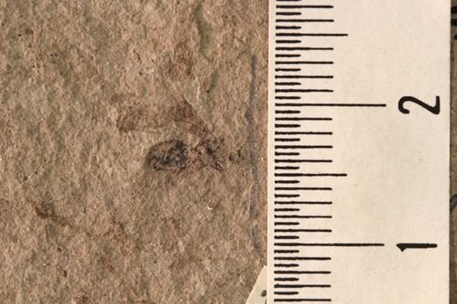 Protazteca elongata