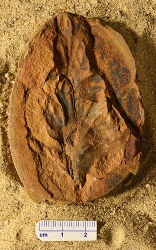 Aphlebia
