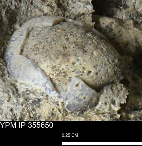 undet. Mollusca