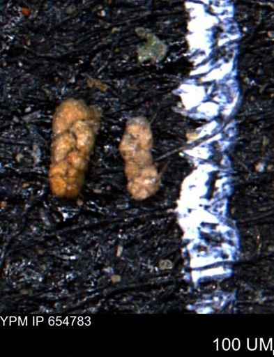 Ammobaculoides phaulus