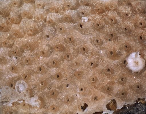 Escharella major