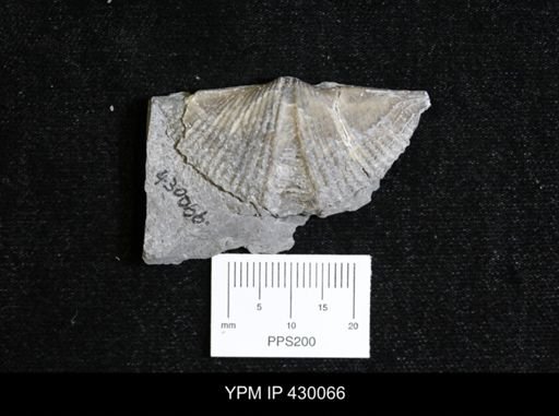 Mucrospirifer mucronatus