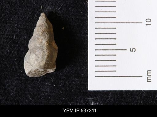 Goniobasis ortmanni
