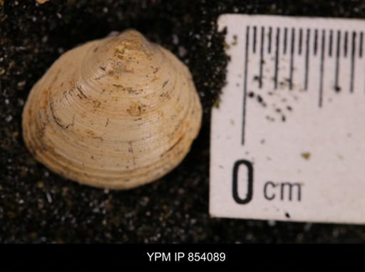 Limopsis striatopunctatus