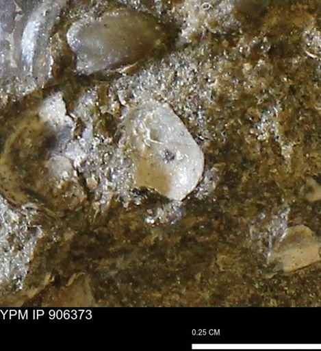 Mollusca