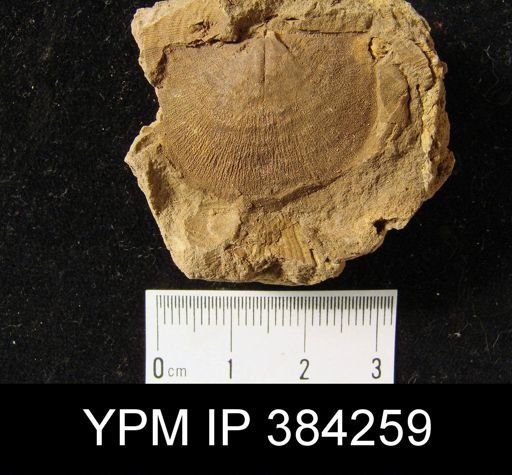Leptostrophia oriskania