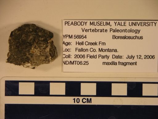 Borealosuchus