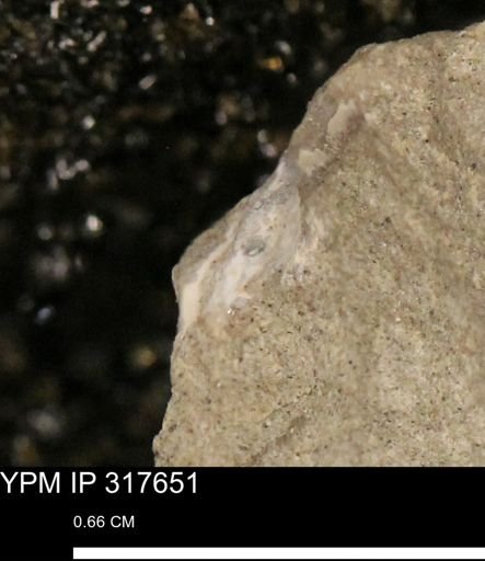 undet. Mollusca
