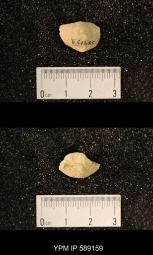 Sowerbyella sp.