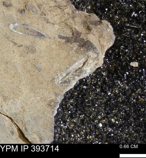 undet. Serpulidae
