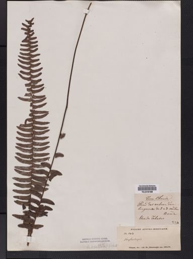 Plantae