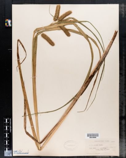Carex comosa