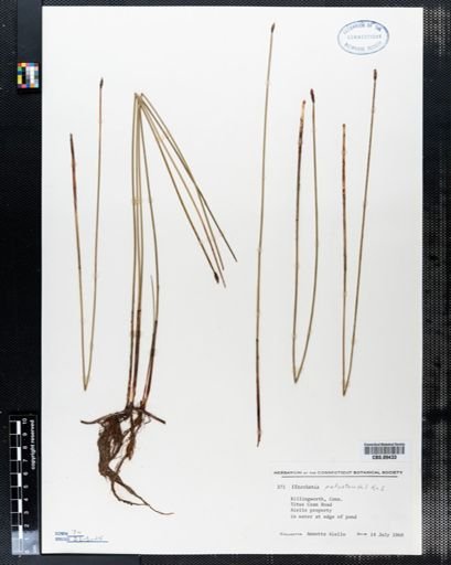 Eleocharis palustris