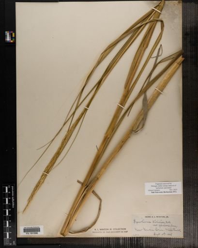 Plantae