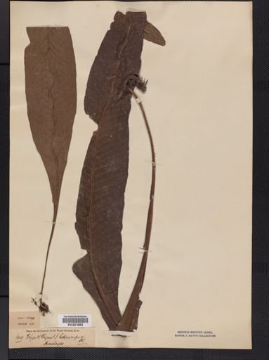 Polypodium