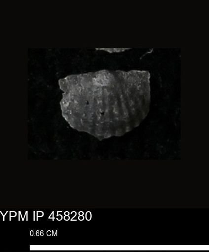 Chonetes mucronatus