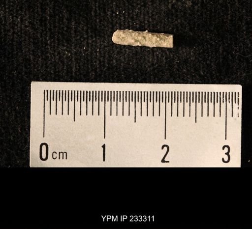 Archaeocidaris sp.