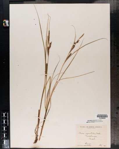 Carex aquatilis
