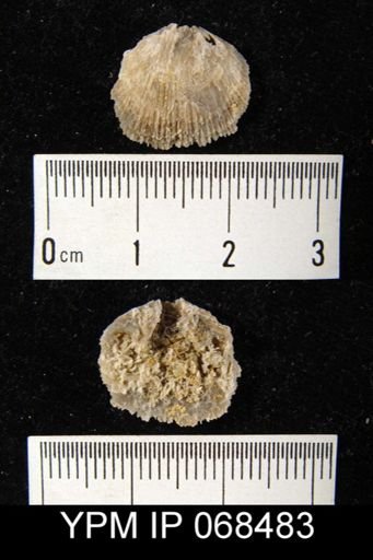 Glyptorthis insculpta