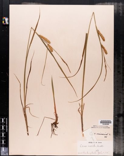Carex vesicaria
