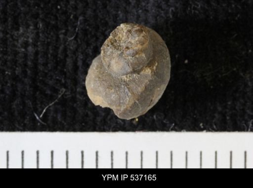 Viviparus montanaensis