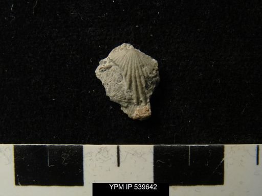 undet. Orthida
