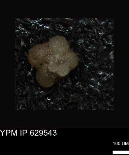 undet. Foraminiferida