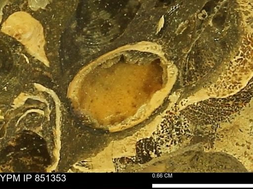 Limopsis striatopunctatus