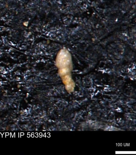 Bimonilina variana