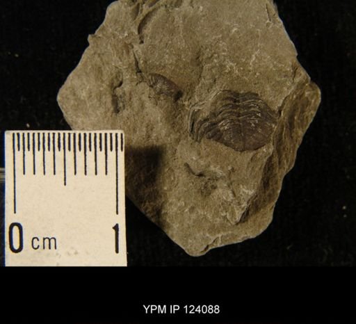 Phacops rana