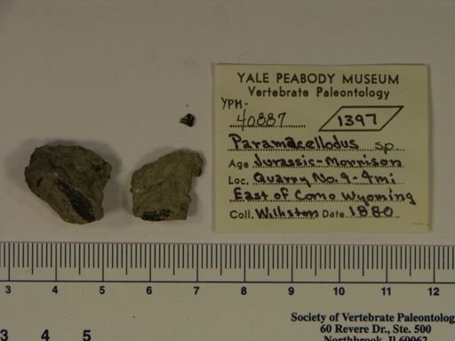 Paramacellodus sp.