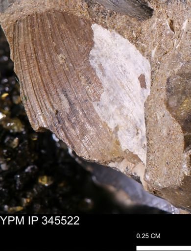 Limopsis striatopunctatus