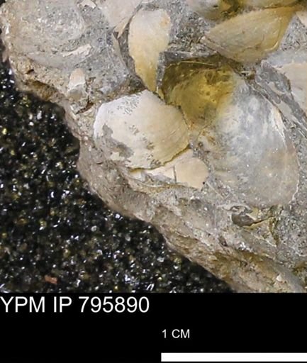 Protocardia?