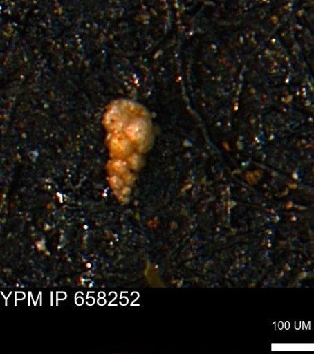 Verneuilinoides kansasensis