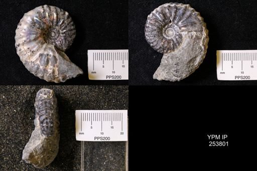 Hoploscaphites sp.