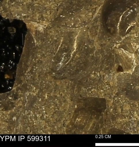 Protocardia subquadrata