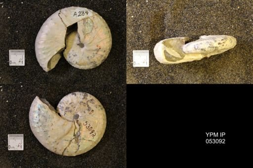 Discoscaphites conradi