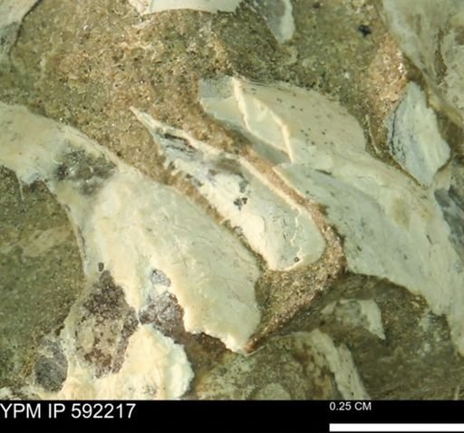 undet. Bivalvia