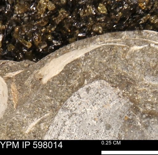Protocardia?